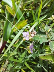Murdannia nudiflora