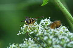 Chrysotoxum festivum