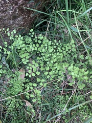 Adiantum aethiopicum