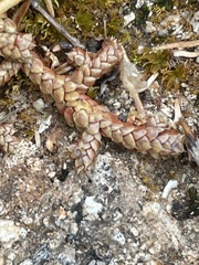 Selaginella denticulata