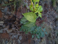 Pentarrhinum insipidum