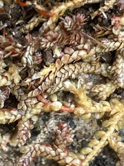 Selaginella denticulata