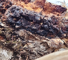 Inonotus