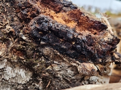 Inonotus