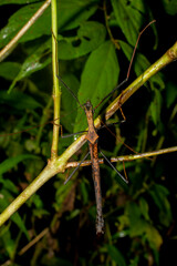 Pseudophasma bispinosum