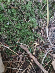 Mniaceae