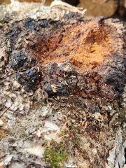 Inonotus