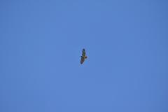 Buteo jamaicensis