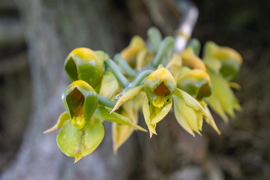 Catasetum viridiflavum