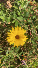 Calendula officinalis