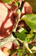 Callirhytis quercusbatatoides