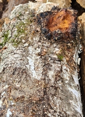 Inonotus