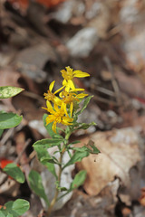 Ericameria obovata