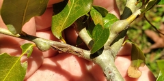 Callirhytis quercusbatatoides
