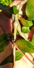 Callirhytis quercusbatatoides