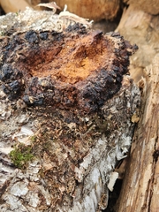 Inonotus