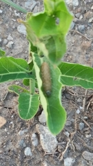 Saucrobotys futilalis