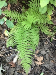 Amauropelta noveboracensis