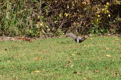 Tamiasciurus hudsonicus