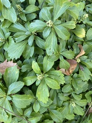 Pachysandra terminalis