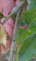 Callirhytis quercusbatatoides