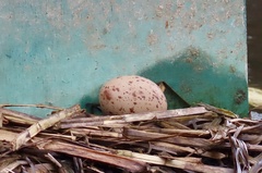 Porphyrio melanotus