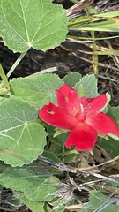 Hibiscus martianus