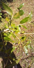 Callirhytis quercusbatatoides