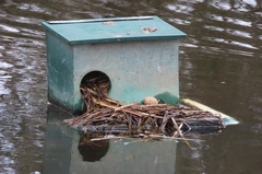 Porphyrio melanotus