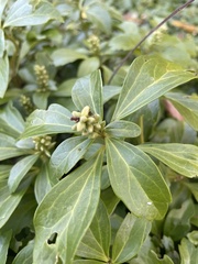 Pachysandra terminalis
