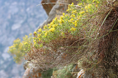 Ericameria obovata