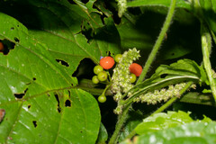 Witheringia solanacea