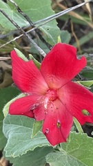 Hibiscus martianus