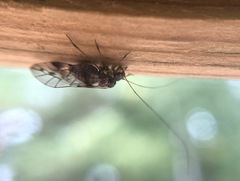 Psocidae