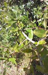 Callirhytis quercusbatatoides