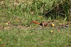 Tamiasciurus hudsonicus