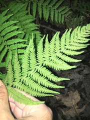 Amauropelta noveboracensis