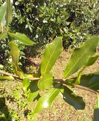 Callirhytis quercusbatatoides