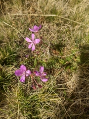Erodium carvifolium