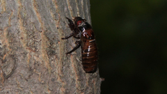 Magicicada septendecim