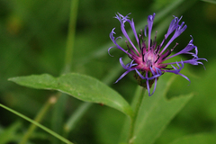 Centaurea montana