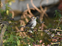 Zonotrichia albicollis