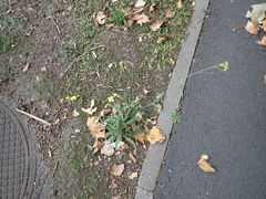 Diplotaxis tenuifolia