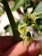 Ditaxis brandegeei