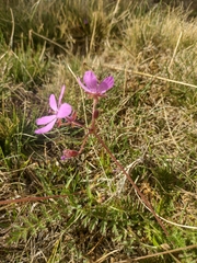 Erodium carvifolium