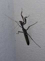 Sphodromantis viridis