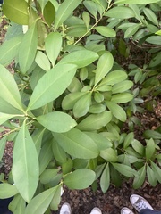 Ardisia
