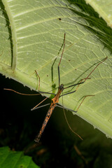 Pseudophasma bispinosum