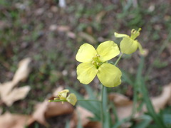 Diplotaxis tenuifolia