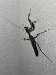 Sphodromantis viridis